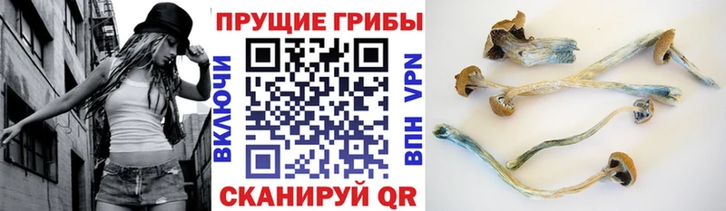 Псилоцибиновые грибы GOLDEN TEACHER  купить наркотики сайты  Красноуральск 